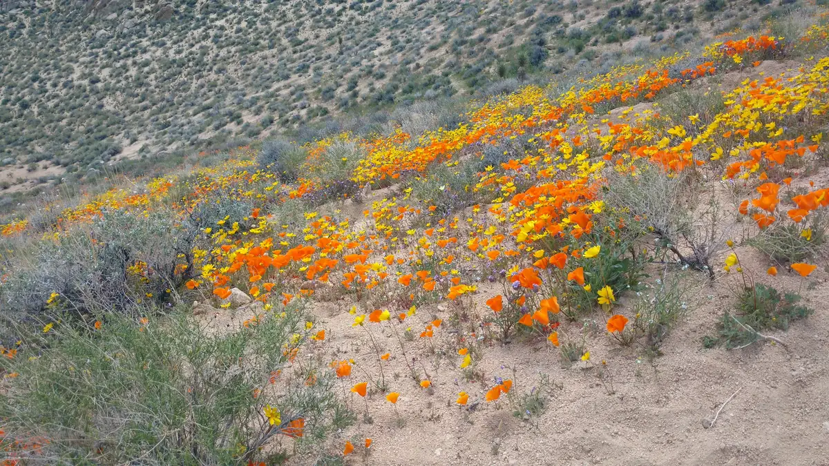 Orange California poppies and small yellow flowers spread across a sandy desert slope among grey-green shrubs.