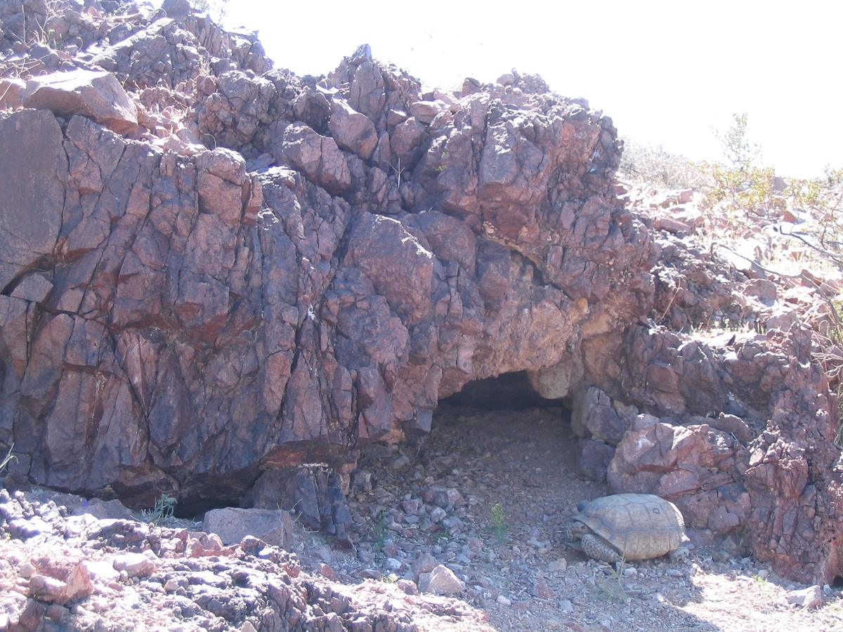 A desert tortoise at the mouth of a burrow dug under a large reddish rock outcrop on a stony desert slope.