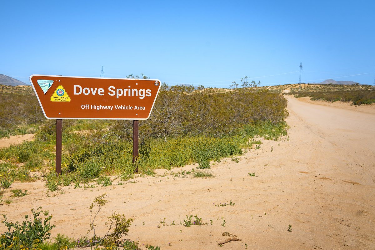 A brown Bureau of Land Management sign reading Dove Springs Off Highway Vehicle Area beside a sandy road lined with green shrubs and yellow wildflowers.