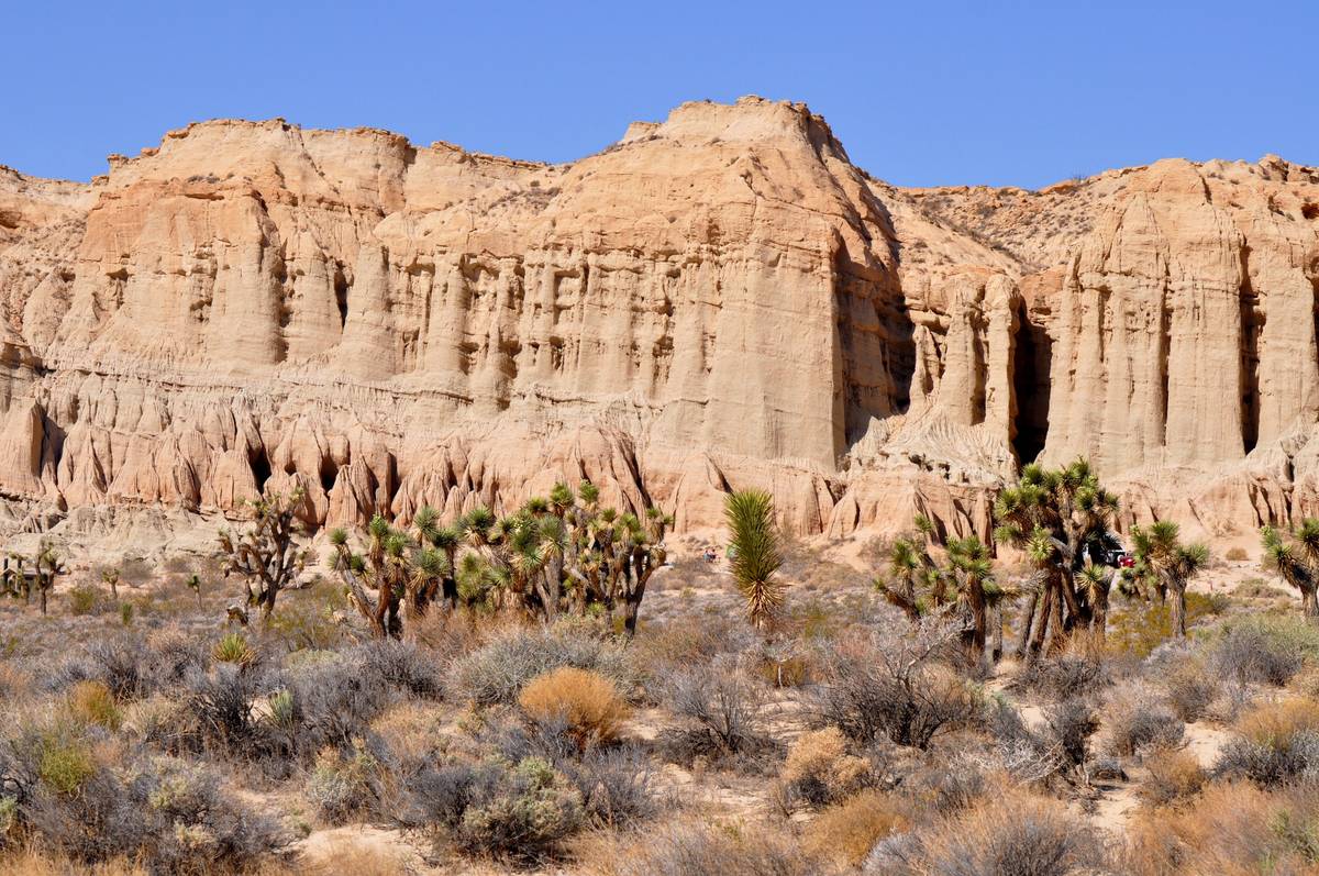 Pale sandstone cliffs, fluted into columns and streaked with pink, rising behind a line of Joshua trees and desert scrub.