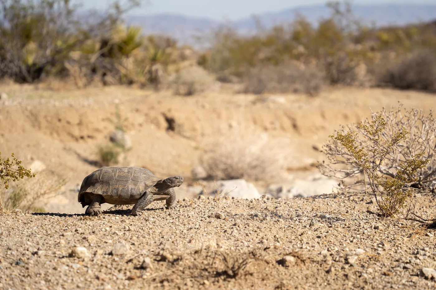 A Mojave desert tortoise with a domed brown shell walking across gravel at the edge of a sandy wash, with creosote bushes behind it.