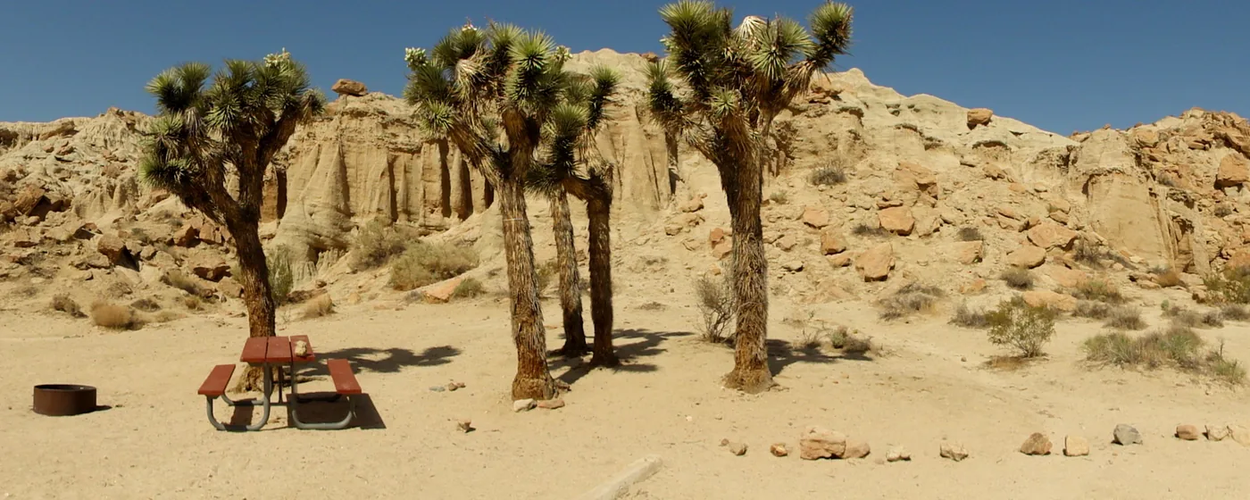 A campsite on pale sand with a red picnic table and a metal fire ring beside a cluster of Joshua trees, below eroded tan cliffs under a deep blue sky.
